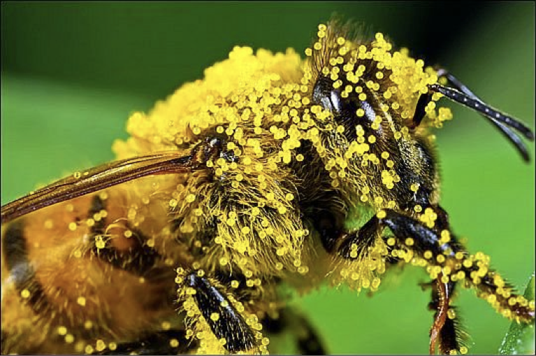 26-abeille